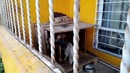 Никто не знал зачем эта собака лазит через забор
