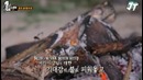 Law of the Jungle in Sabah (Wanna One) – Ep.329 [рус. саб] (5)
