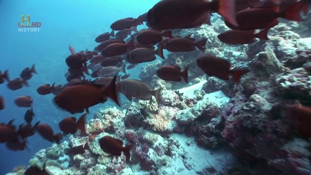 06. History. Эволюция (Битва за жизнь) Коммуникация – Communication