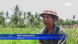На Бали гибнут посевы и пересыхают водохранилища