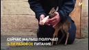 Самая маленькая антилопа Танос
