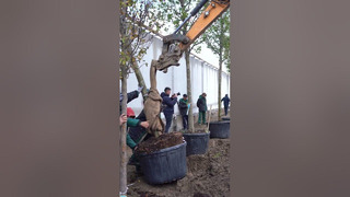 В Ташкенте начали посадку 200 деревьев из Европы