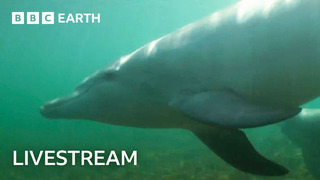 LIVE: Samu the Baby Dolphin | Dolphins of Shark Bay | BBC Earth