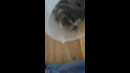 Kitten Tumbles In Bucket #shorts
