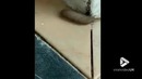 Необычный гибрид крысы и червя попал на видео