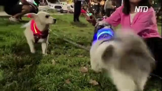 Собаки в светодиодных ошейниках вышли на массовую прогулку в Чили