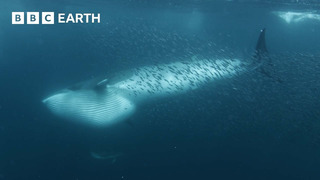 Whales Feed on Shoal of Fish | North Atlantic | 4K UHD | BBC Earth