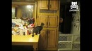 Котик и воздушные шары