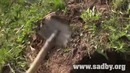 Как посадить дерево ПРАВИЛЬНО