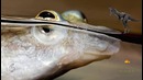 10 животных с потрясающими глазами