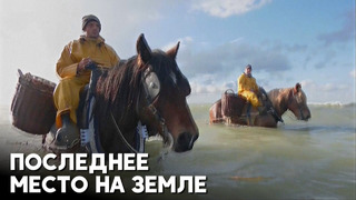 Уникальная ловля креветок на лошадях под угрозой из-за потепления Северного моря