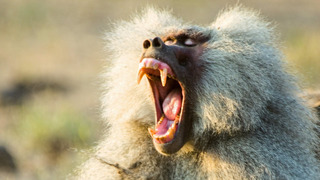 Hamadryas Baboons Clash Over Territory | Life | BBC Earth