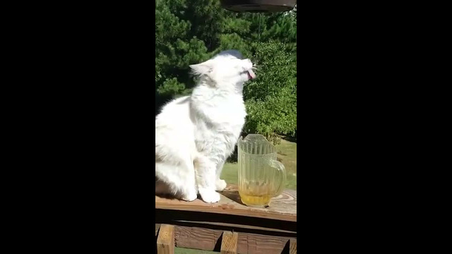 Cat Drinks Water From Plant #shorts
