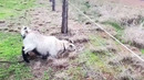 Удар в 100 Тысяч Вольт! Животные, которым Не Повезло с Электричеством