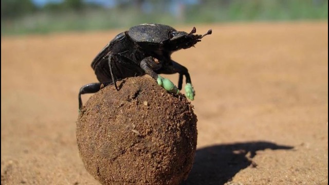 10 представителей животного мира, обладающих сверхспособностями