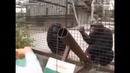 Обезьяна снаружи или внутри
