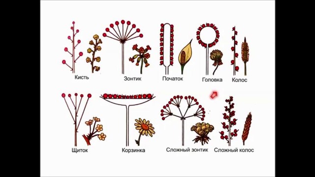 Биология – Ботаника. Цветок