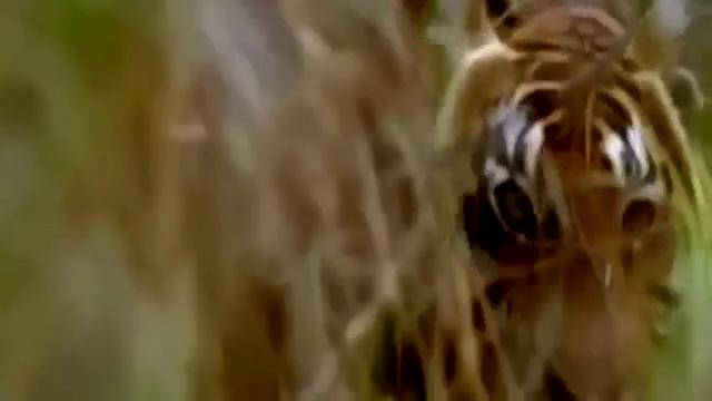 National Geographic – Lions, Tigers & Ligers Big Cats – Nat Geo Wild Documentary