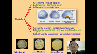 Embriogenez UZB Vidio