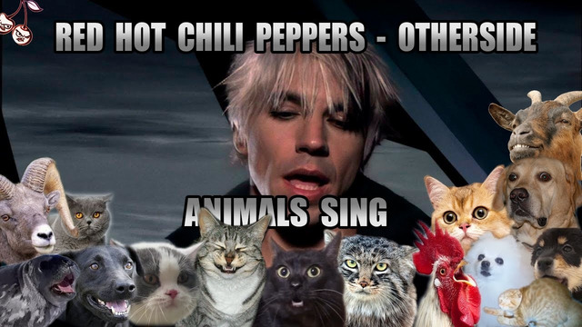 Red Hot Chili Peppers – Otherside (Animal Cover)