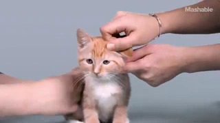Сто лет красоты кошек показали в таймлапс-ролике