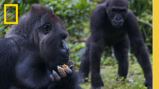 Get to Know the Gorillas of Disney’s Animal Kingdom | Magic of Disney’s Animal Kingdom