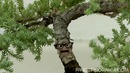 Annoying Orange – Wazzup 3 – Bonsai Tree