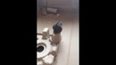 Хомяк решил что полетит