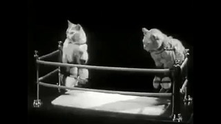 Бокс кошек