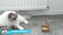 481 секунда смеха, лютые приколы 2018 июль. типичная собака