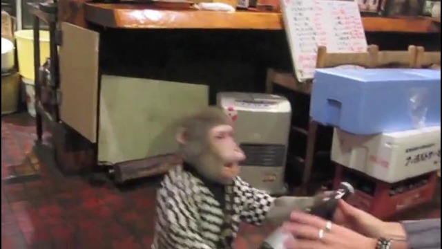 Обезяна официант / Monkey Waiter Hold My Beer