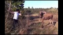 Лосёнок решил пободаться с мужиком