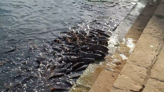 Удивительные Моменты с разными животными! БОЛЬШОЙ ВЫПУСК