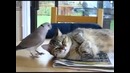 Голубь помешал коту уснуть