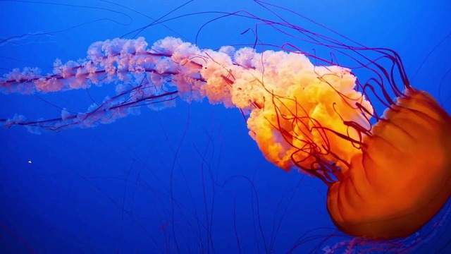 5 самых больших морских созданий в мире. часть 2