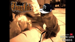 Animal Thug Life Compilation #5