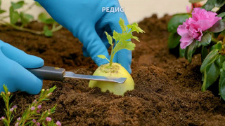 ЛЕТНИЕ САДОВОДЧЕСКИЕ ЛАЙФХАКИ || Как вырастить свои собственные растения