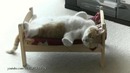 Кот наигрался и решил отдохнуть