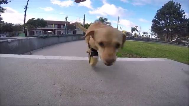 Собака-инвалид научилась бегать на протезах