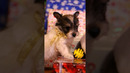 Puppies Vs. Christmas