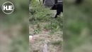 Mедведь пришел на запах шашлыков