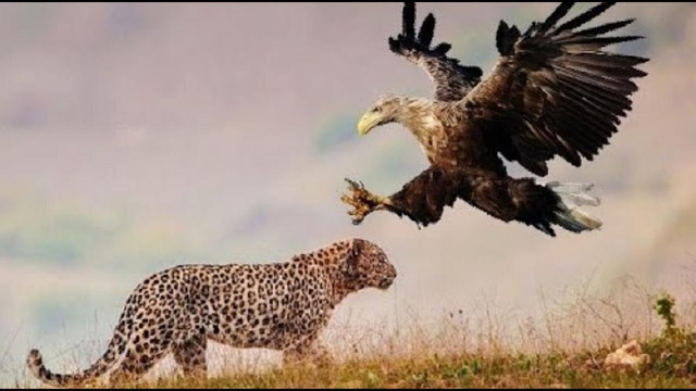 Невероятные Схватки Леопарда Впечатляют! Леопард против орла, льва, медоеда