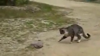 Кот против змеи