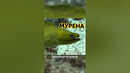 Зубы из фильмов ужасов