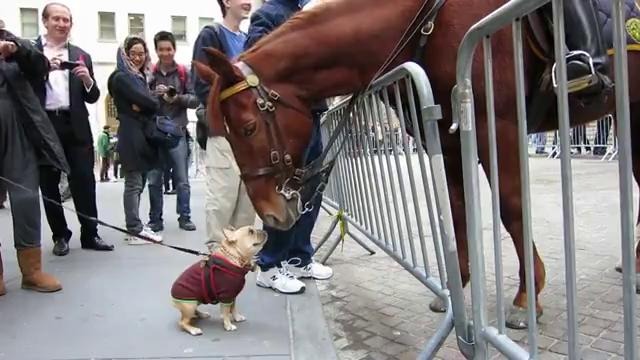 Собачка заигрывает с лошадью полицейского