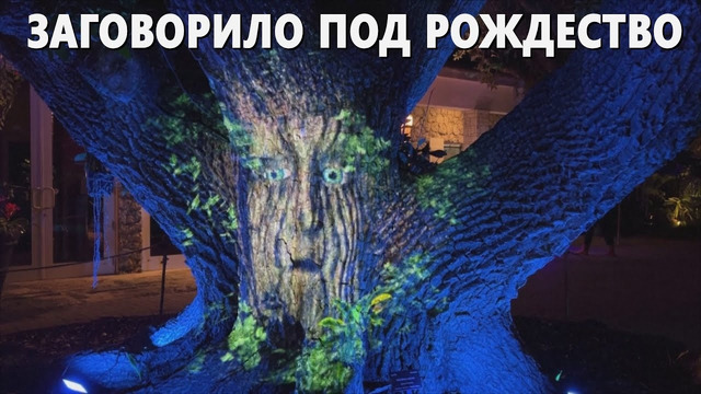 137-летнее дерево Арчи «беседует» с гостями светового шоу во Флориде