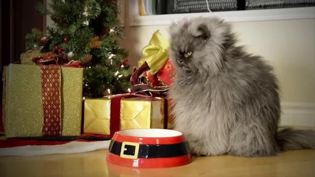 Friskies – Трудно быть котиком в Рождество