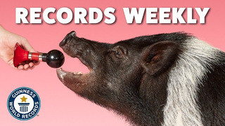 I Didn’t Know Pigs Could Do This… | Records Weekly – Guinness World Records