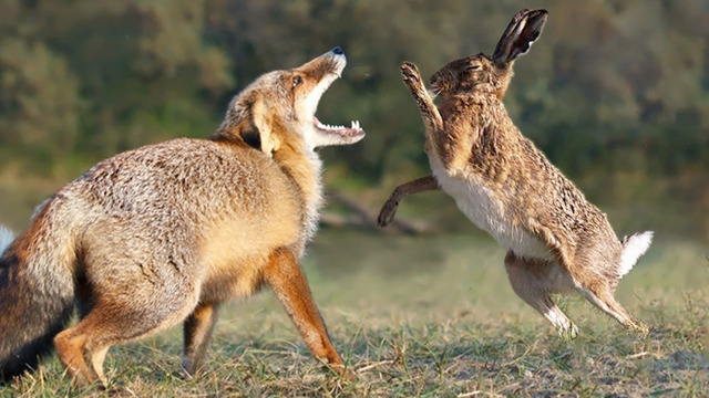 Заяц — Неуловимый бегун и Боксёр, способный Наказать Лисицу