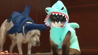 Cat In A Shark Costume Chases A Duck While Riding A Roomba